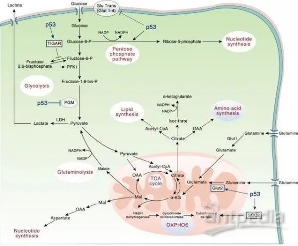 葡萄糖及谷氨酰胺代谢网络图