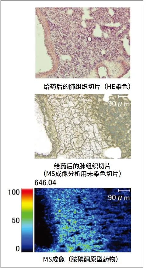 连续切片的he 染色图像和分析使用的光学图像和ms成像