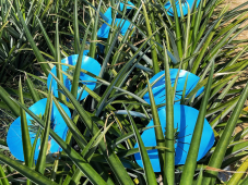 巴斯夫添加剂解决方案 IrgaCycleTM 加强再生塑料的稳定性，有助马来西亚菠萝免受晒伤