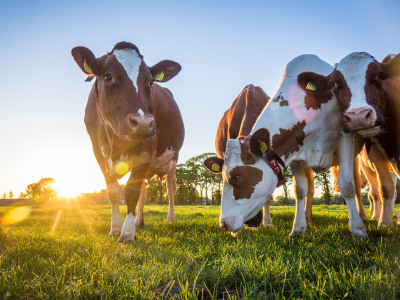 从农场到餐桌，ABB解决方案全面推动乳制品行业发展