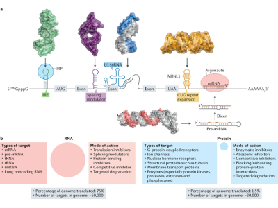 Nature Review | 靶向RNA小分子的研发策略、优化、十年展望