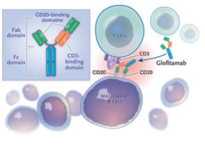 罗氏为什么开发了两款成功的CD3xCD20双抗？