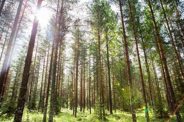 芬欧蓝泰的标签产品来自可持续管理森林的纤维