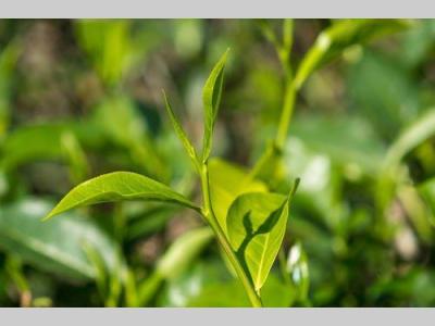 液相色谱法测定茶叶中黄曲霉毒素B1