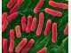 食品中肉毒杆菌的检验方法浅析