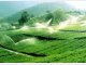以色列一家公司开发出高吸水性聚合物可显著降低灌溉用水量