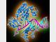 DNA两种酶会"夺权"