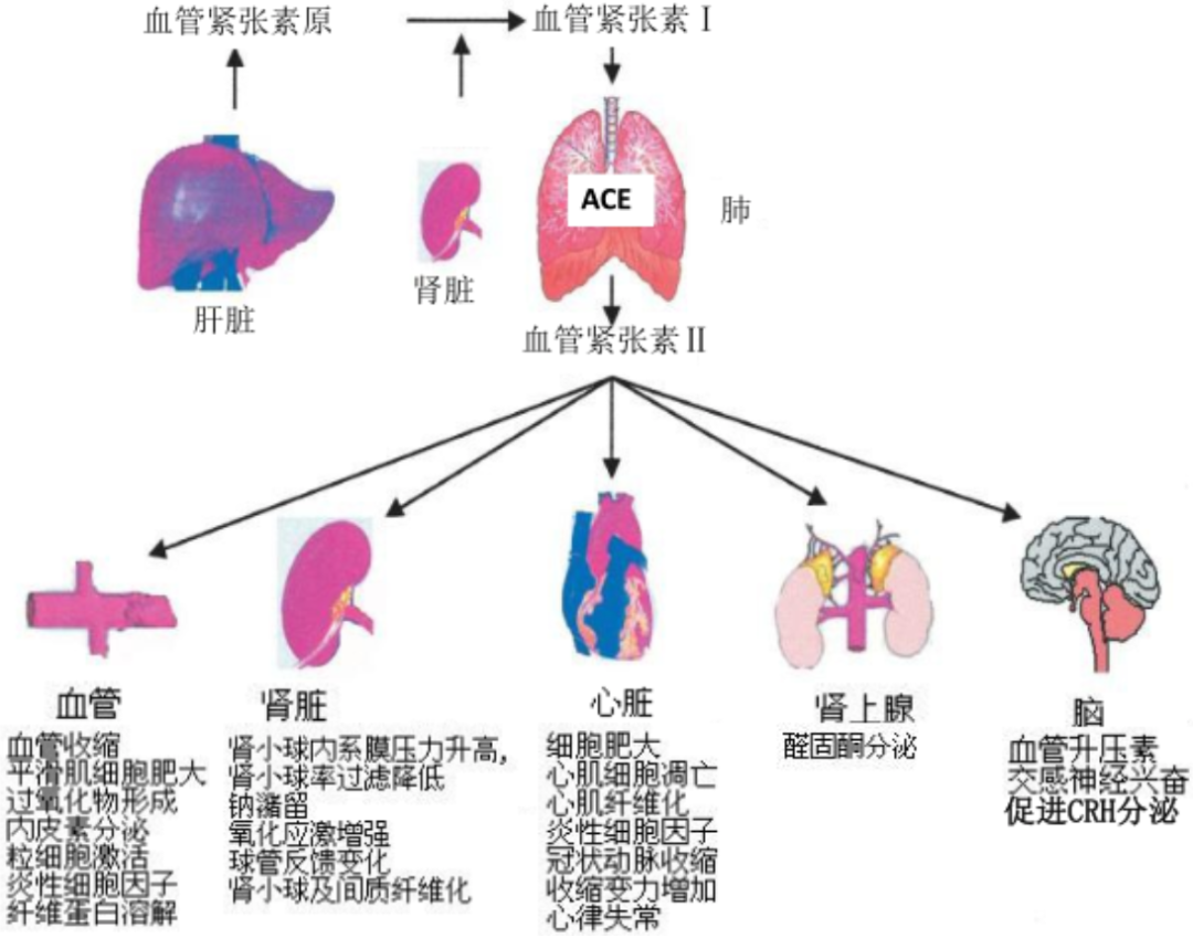 肾素-血管紧张素系统(ras)是人体调节血压的重要的内分泌系统,由一