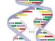 英国格拉斯哥大学使用冷冻电镜揭示DNA修复过程的关键