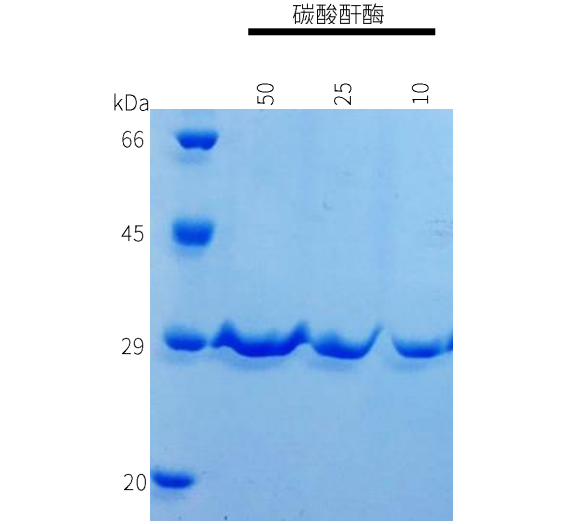 N端封闭蛋白序列分析进行时——台式MALDI-8020 - 应用案例- 实验与分析