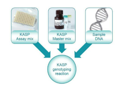 入门指南 | 三分钟了解KASP基因分型技术实验