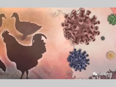 警惕！全球禽流感再度来袭！巴西、俄罗斯、加拿大、英国等国再次出现禽流感疫情